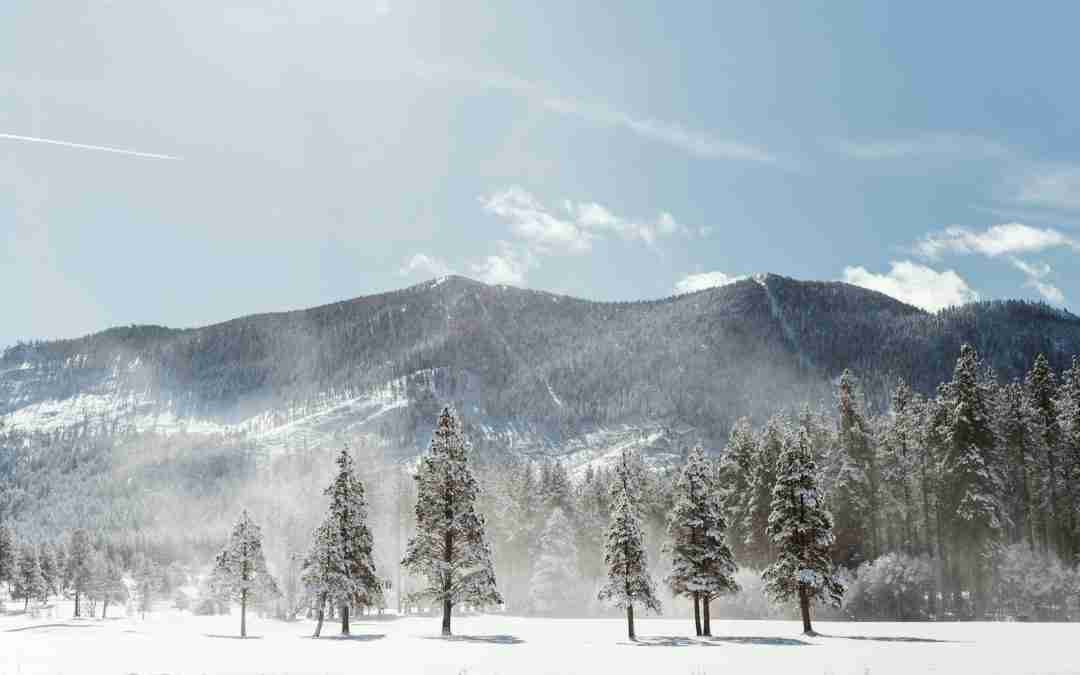 Winter Wildlife Watching in South Lake Tahoe: A Guide for Nature Enthusiasts